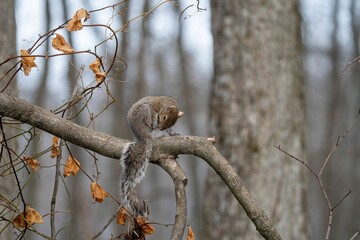 Grey squirrel on a tree branch in forest.