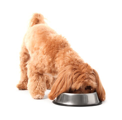 Cute dog eating pet food from feeding bowl on white background
