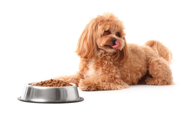 Feeding bowl with dry pet food and cute dog on white background