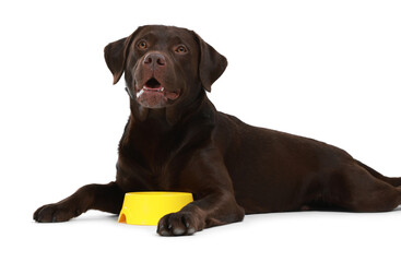 Cute dog waiting for pet food near empty bowl on white background