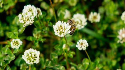 Close-up of a honey bee collecting pollen and nectar under the sunlight in a field in summer