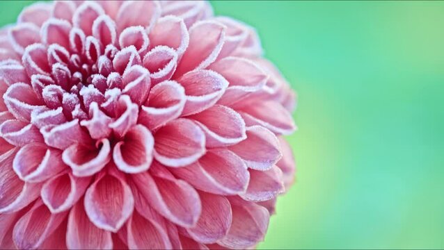 Pink dahlia flower covered in ice crystals after first killing frost of the season. Frozen flower swaying in the wind close up.
