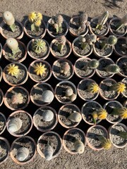 Fresh Colorful Variety of Flowers For Sale at the Outdoor Market, and a variety of flowers, Multi-colored vibrant fresh flower bouquets at the flower shop