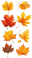 Autumn Leaf Collection with Dew Drops