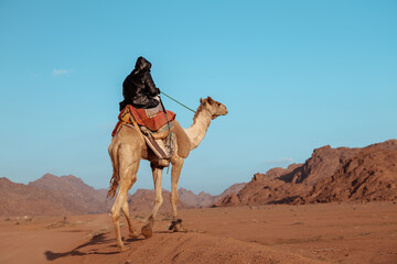  Bedouin Rider on a Camel in a Desert Landscape. Saudi Arabia. 
