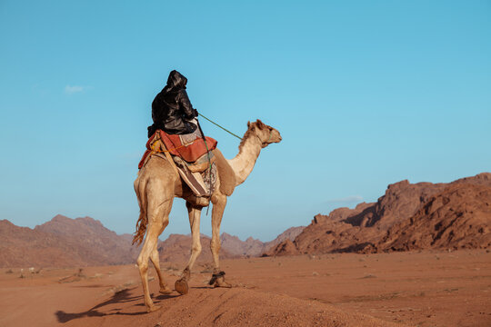  Bedouin Rider on a Camel in a Desert Landscape. Saudi Arabia.  - Powered by Adobe