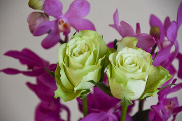 薔薇とアランダ