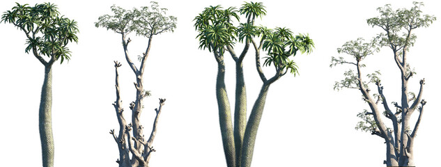 Set of Madagascar palm (Pachypodium lamerei) and Moringa ovalifolia trees frontal isolated png on a transparent background perfectly cutout © Viktoria