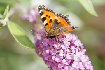 Bright orange butterfly perched on a cluster of lilac flowers in a sunny garden during late spring