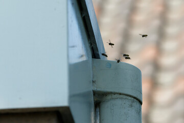 Wespennest verdelgen activity observed near a building in urban area during daylight hours