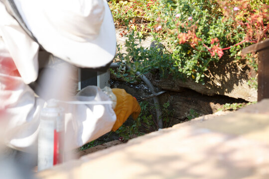 Wasp nest removal undertaken by professional pest control expert in garden setting during a sunny day
