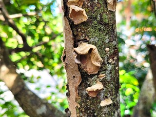old tree bark that grows mold