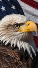 Obraz premium american bald eagle