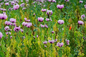 poppy field with pink flowers