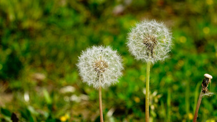 Dandelion weed seeds blowing across a spring,