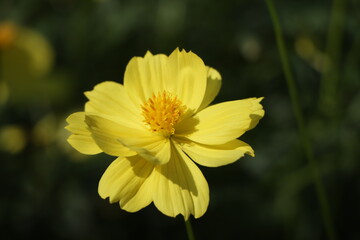 Close up of a single yellow Cosmos with blur background