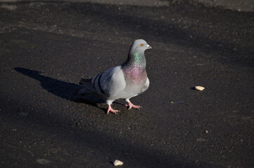 pigeon on the ground