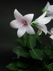 ピンクの桔梗20240902