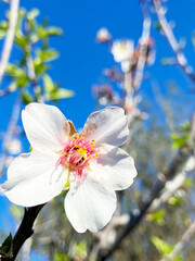 Almond tree flowers against blue sky in Santiago del Teide, Tenerife, Canarias Islands, Spain.Spring season concept. 