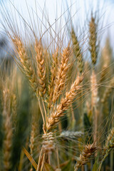 Wheat field. Ears of golden wheat close up. Beautiful Nature Sunset Landscape. Rural Scenery under Shining Sunlight