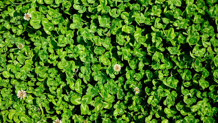 Obraz premium green clover field top view