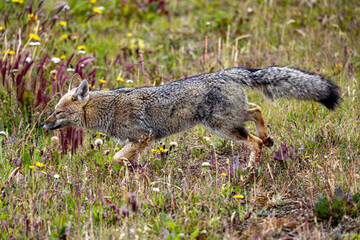 Patagonian Fox