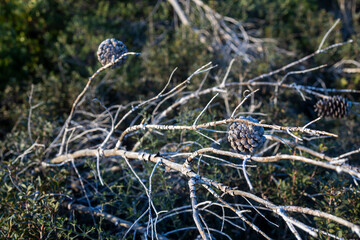 Dry cones on a dried Crimean pine or cedar.