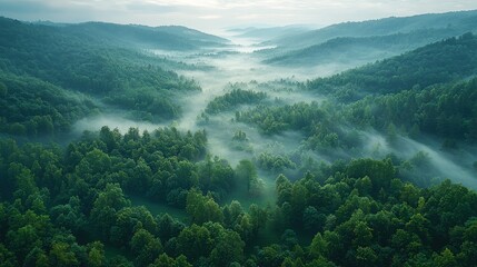 Obraz premium The enchanting panorama banner shows mystical rising fog shrouding the forest trees in the Black Forest (Schwarzwald), Germany