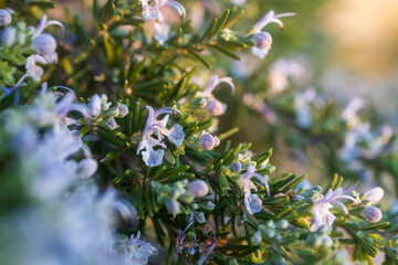 Rosemary flowers in the mountains, a blooming shrub. Flora of Israel.