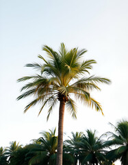 Fototapeta premium tropical Palm tree watercolor painting on white background