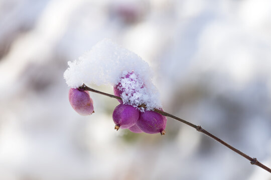 Close-up of a branch with several purple Chenault coralberries covered in a layer of snow on a blurred bright background