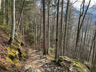 Alpine forest trails in a typical winter environment and over the tourist resort of Engelberg in Swiss Alps - Canton of Obwalden, Switzerland (Kanton Obwald, Schweiz)