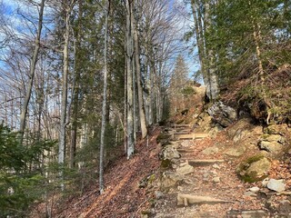Alpine forest trails in a typical winter environment and over the tourist resort of Engelberg in Swiss Alps - Canton of Obwalden, Switzerland (Kanton Obwald, Schweiz)