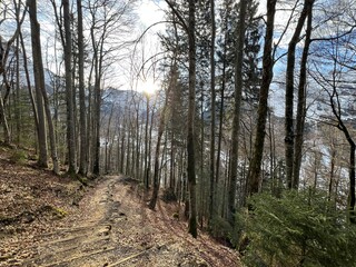 Alpine forest trails in a typical winter environment and over the tourist resort of Engelberg in Swiss Alps - Canton of Obwalden, Switzerland (Kanton Obwald, Schweiz)