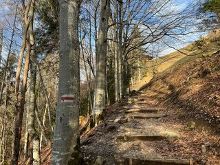 Alpine forest trails in a typical winter environment and over the tourist resort of Engelberg in Swiss Alps - Canton of Obwalden, Switzerland (Kanton Obwald, Schweiz)