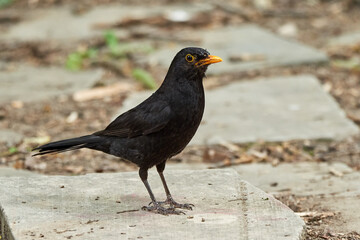 Common blackbird searching for food (Turdus merula). 