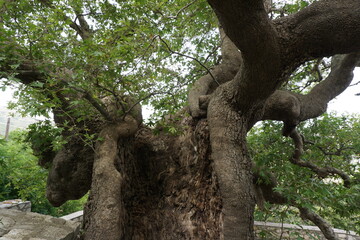 The trunk of a very old tree in Crete, Greece