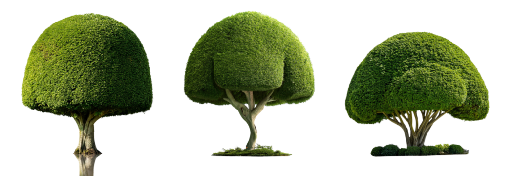 Three unique, artistically shaped green trees with round canopies in vibrant greenery.