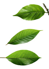 Obraz premium Three vibrant green leaves showcasing their unique textures and natural beauty.