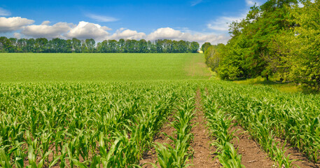 Green field of corn and blue sky. Agricultural landscape.