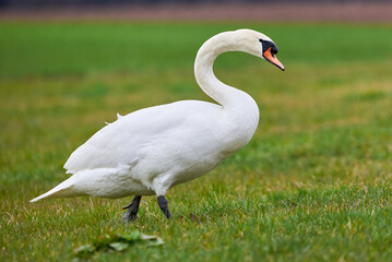 Mute swan on a meadow (Cygnus olor)