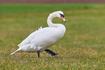 Mute swan on a meadow (Cygnus olor)