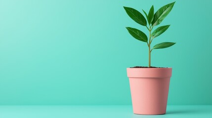 Obraz premium Fresh Green Plant in Pink Pot on Mint Green Background
