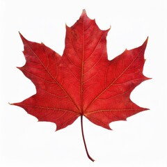 Fototapeta premium maple leaf isolated on white