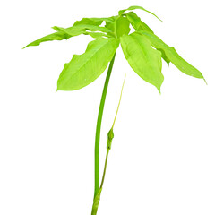 Arisaema dracontium known as Green Dragon -  Native North American Woodland Wildflower Isolated 