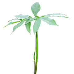 Arisaema dracontium known as Green Dragon -  Native North American Woodland Wildflower Isolated 