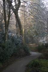 Obraz premium morning in the forest