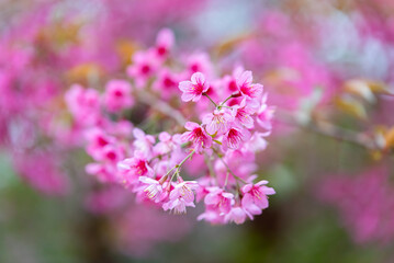 Pink flower Sakura cherry blossom spring nature scene.