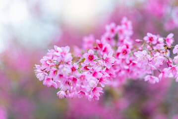 Obraz premium Pink flower Sakura cherry blossom spring nature scene.