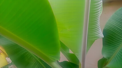 green banana leaf 